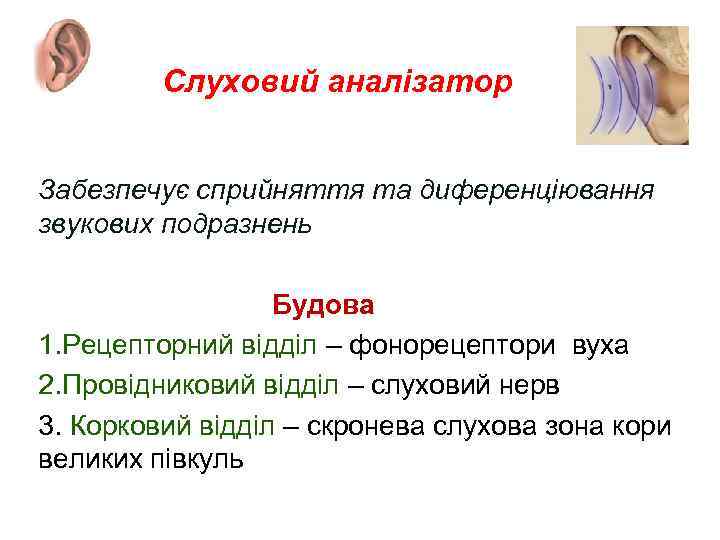 Слуховий аналізатор Забезпечує сприйняття та диференціювання звукових подразнень Будова 1. Рецепторний відділ – фонорецептори