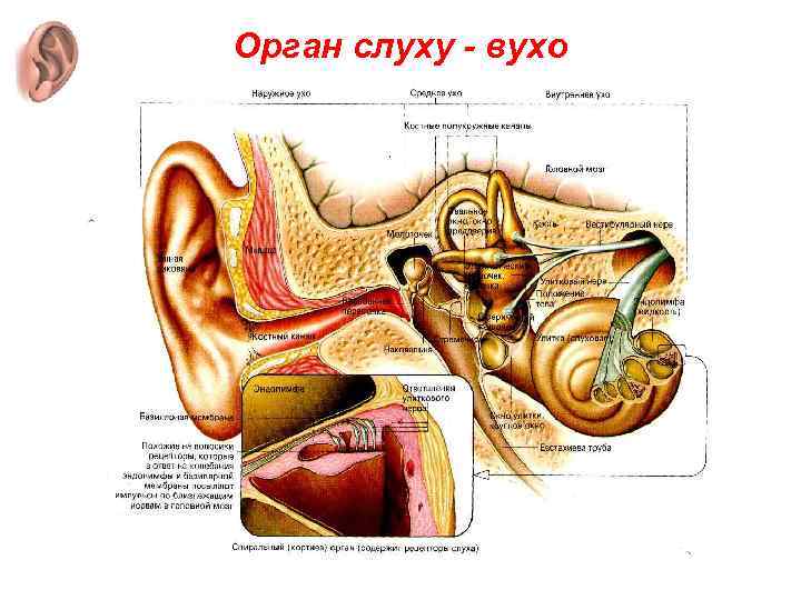 Орган слуху - вухо 