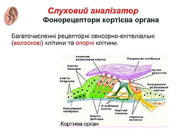 Слуховий аналізатор Фонорецептори кортієва органа Багаточисленні рецепторні сенсорно-епітеліальні (волоскові) клітини та опорні клітини. 