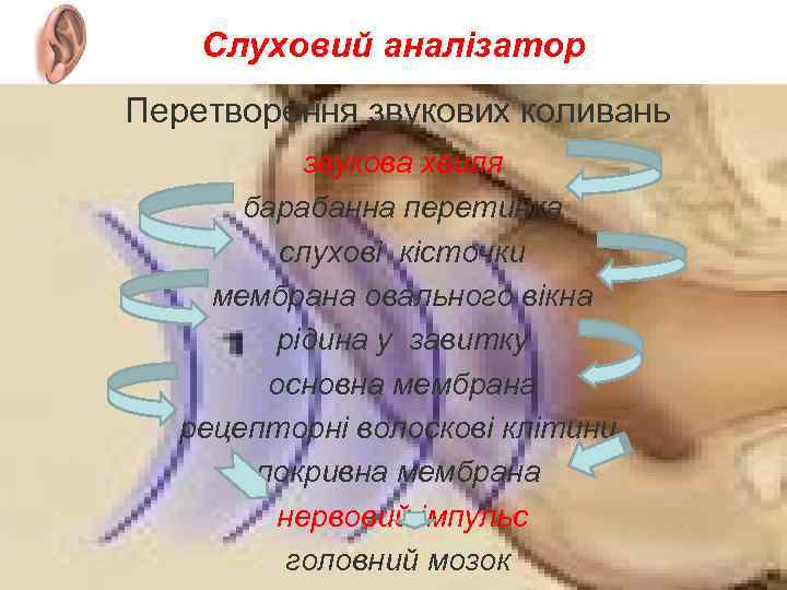 Слуховий аналізатор Перетворення звукових коливань звукова хвиля барабанна перетинка слухові кісточки мембрана овального вікна