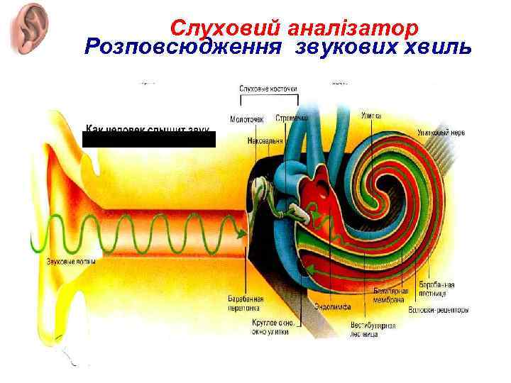 Слуховий аналізатор Розповсюдження звукових хвиль 