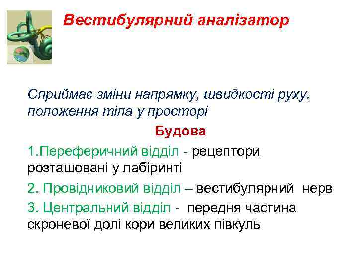 Вестибулярний аналізатор Сприймає зміни напрямку, швидкості руху, положення тіла у просторі Будова 1. Переферичний
