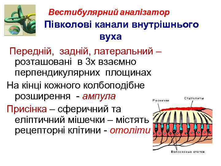 Вестибулярний аналізатор Півколові канали внутрішнього вуха Передній, задній, латеральний – розташовані в 3 х