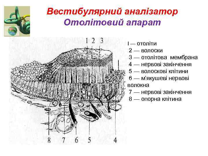 Вестибулярний аналізатор Отолітовий апарат I — отоліти 2 — волоски 3 — отолітова мембрана