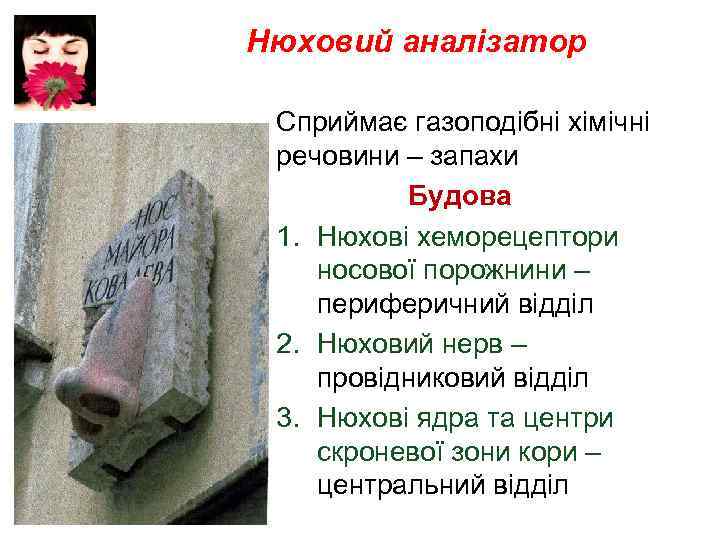 Нюховий аналізатор Сприймає газоподібні хімічні речовини – запахи Будова 1. Нюхові хеморецептори носової порожнини