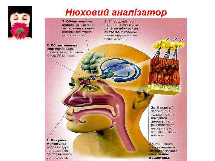Нюховий аналізатор 