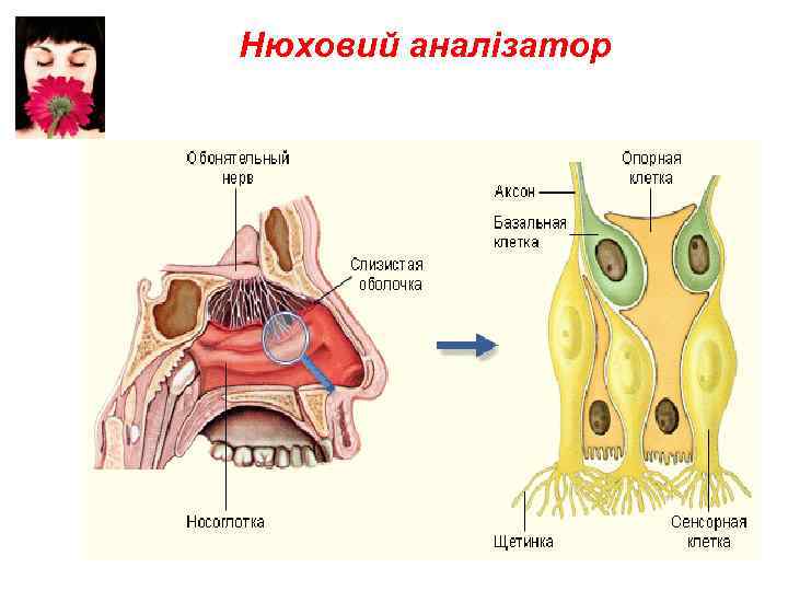 Нюховий аналізатор 