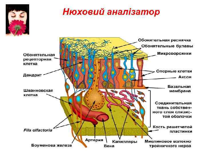Нюховий аналізатор 