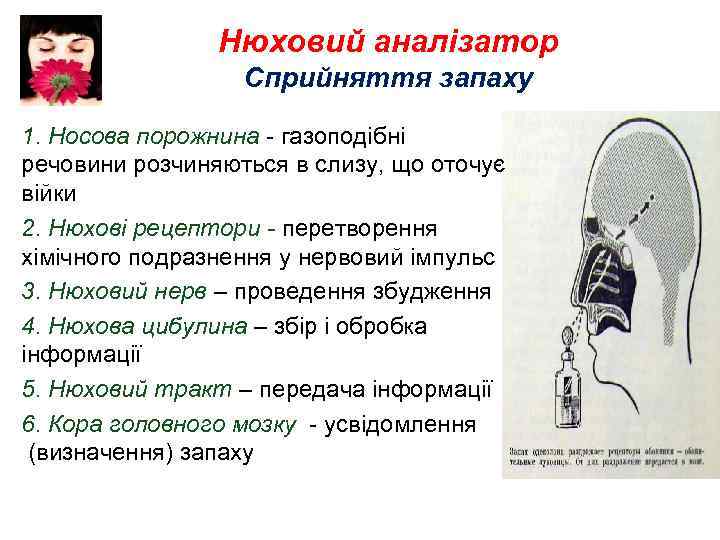 Нюховий аналізатор Сприйняття запаху 1. Носова порожнина - газоподібні речовини розчиняються в слизу, що