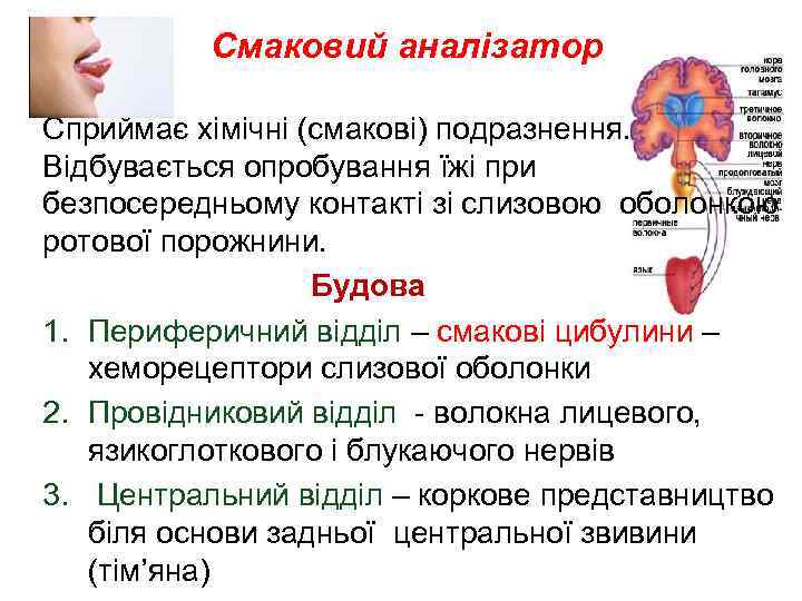 Смаковий аналізатор Сприймає хімічні (смакові) подразнення. Відбувається опробування їжі при безпосередньому контакті зі слизовою