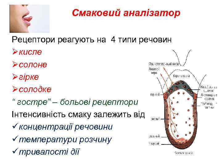 Смаковий аналізатор Рецептори реагують на 4 типи речовин Øкисле Øсолоне Øгірке Øсолодке “ гостре”