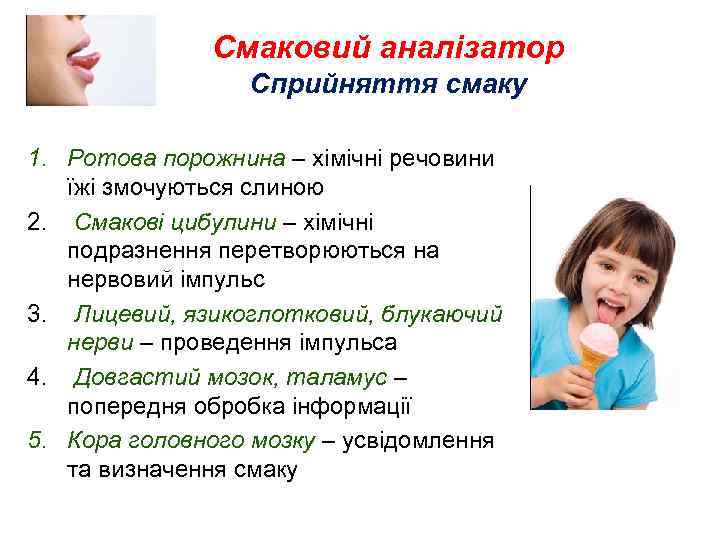 Смаковий аналізатор Сприйняття смаку 1. Ротова порожнина – хімічні речовини їжі змочуються слиною 2.