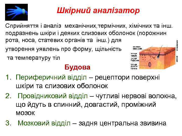 Шкірний аналізатор Cприйняття і аналіз механічних, термічних, хімічних та інш. подразнень шкіри і деяких