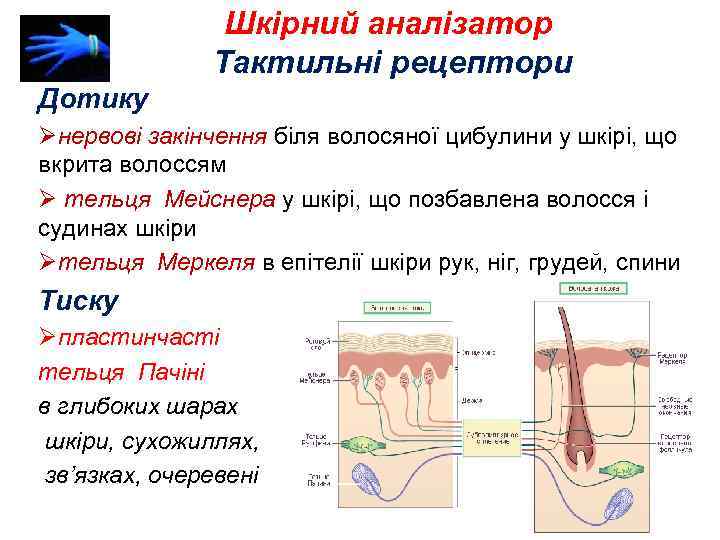 Шкірний аналізатор Тактильні рецептори Дотику Øнервові закінчення біля волосяної цибулини у шкірі, що вкрита