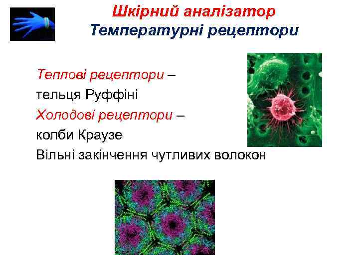 Шкірний аналізатор Температурні рецептори Теплові рецептори – тельця Руффіні Холодові рецептори – колби Краузе