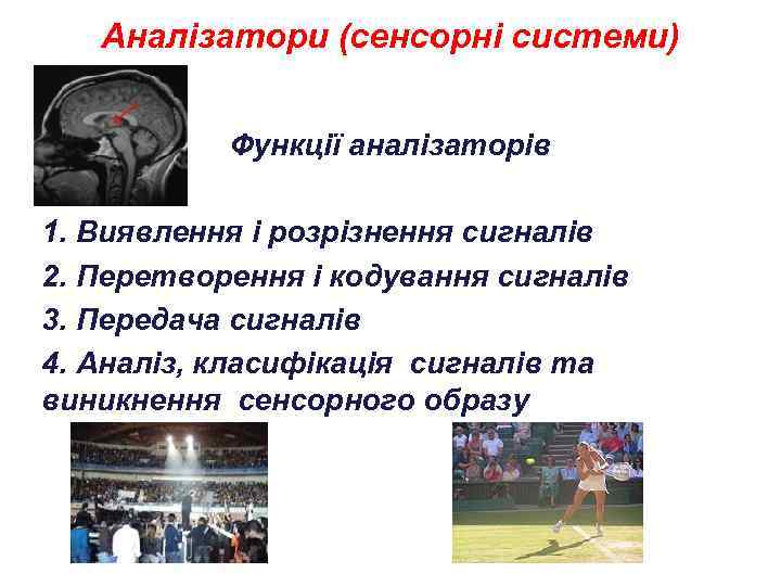 Аналізатори (сенсорні системи) Функції аналізаторів 1. Виявлення і розрізнення сигналів 2. Перетворення і кодування