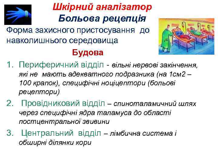 Шкірний аналізатор Больова рецепція Форма захисного пристосування до навколишнього середовища Будова 1. Периферичний відділ