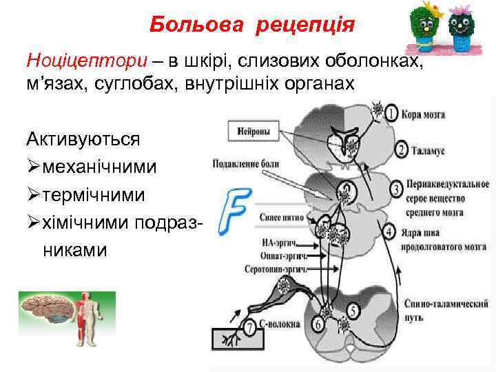 Больова рецепція Ноціцептори – в шкірі, слизових оболонках, м’язах, суглобах, внутрішніх органах Активуються Øмеханічними