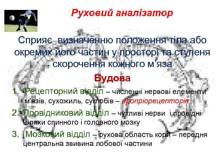 Руховий аналізатор Сприяє визначенню положення тіла або окремих його частин у просторі та ступеня