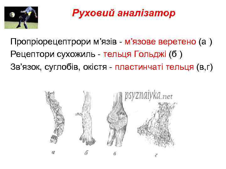 Руховий аналізатор Пропріорецептрори м’язів - м’язове веретено (а ) Рецептори сухожиль - тельця Гольджі