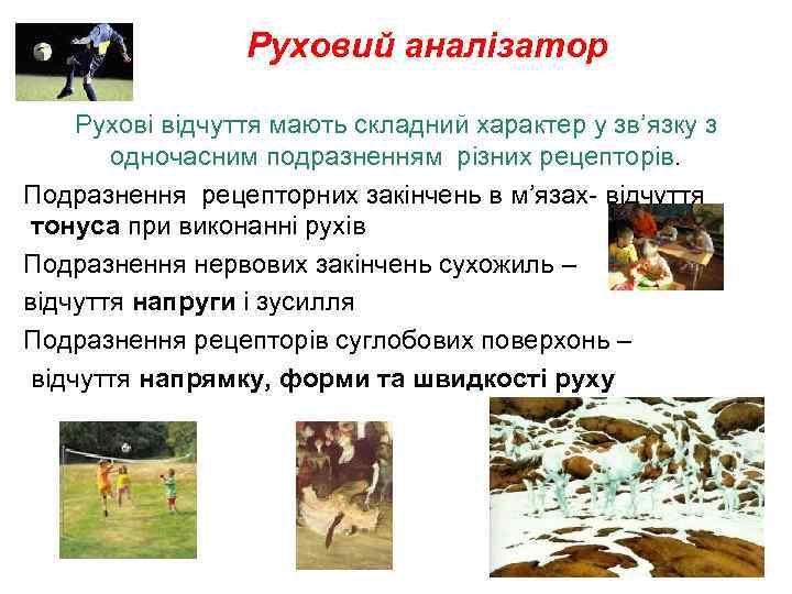 Руховий аналізатор Рухові відчуття мають складний характер у зв’язку з одночасним подразненням різних рецепторів.