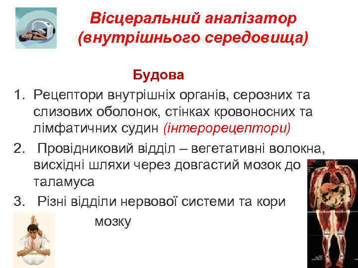 Вісцеральний аналізатор (внутрішнього середовища) Будова 1. Рецептори внутрішніх органів, серозних та слизових оболонок, стінках