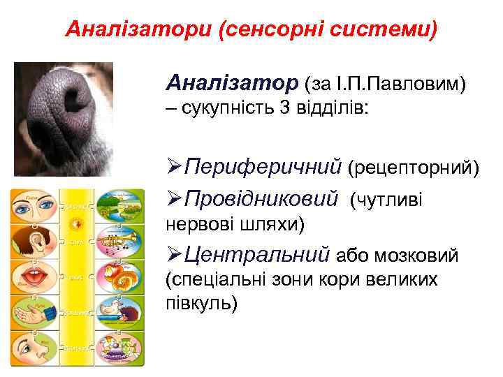 Аналізатори (сенсорні системи) Аналізатор (за І. П. Павловим) – сукупність 3 відділів: ØПериферичний (рецепторний)