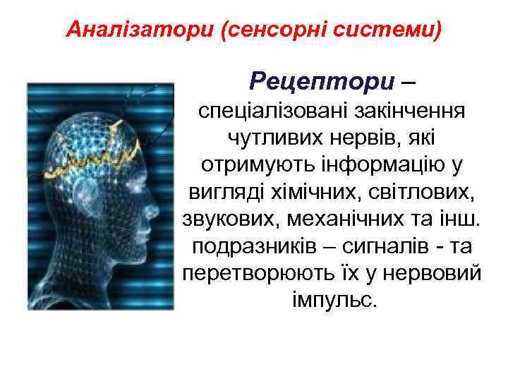 Аналізатори (сенсорні системи) Рецептори – спеціалізовані закінчення чутливих нервів, які отримують інформацію у вигляді