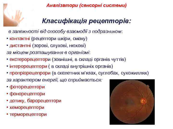 Аналізатори (сенсорні системи) Класифікація рецепторів: в залежності від способу взаємодії з подразником: • контактні