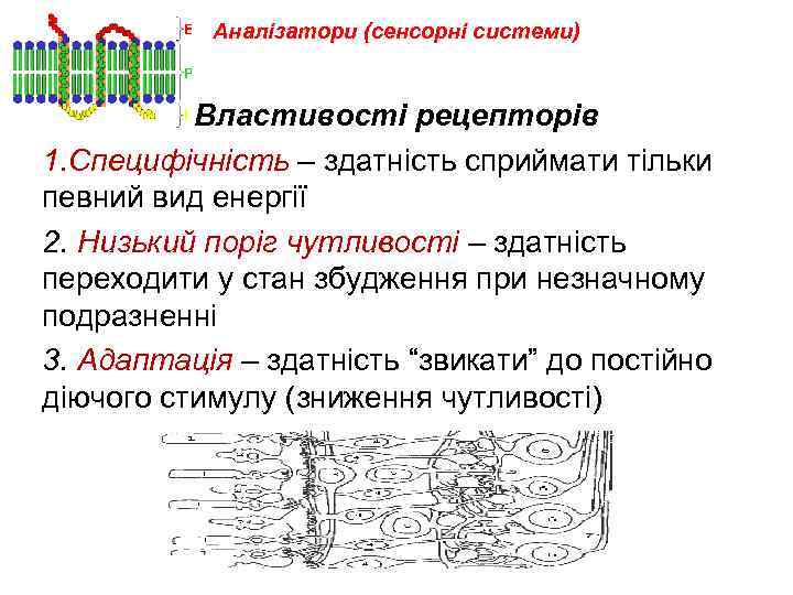 Аналізатори (сенсорні системи) Властивості рецепторів 1. Специфічність – здатність сприймати тільки певний вид енергії