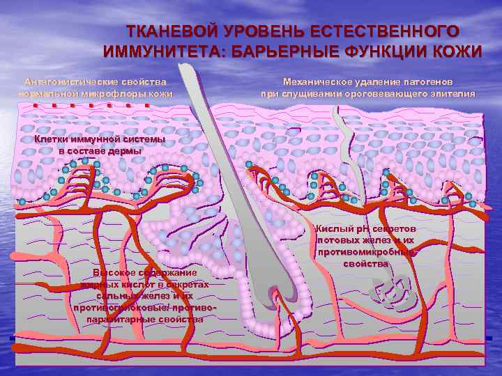 Барьерная функция слизистых оболочек