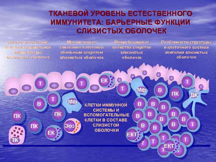 ТКАНЕВОЙ УРОВЕНЬ ЕСТЕСТВЕННОГО ИММУНИТЕТА: БАРЬЕРНЫЕ ФУНКЦИИ СЛИЗИСТЫХ ОБОЛОЧЕК Антагонистические свойства нормальной микрофлоры слизистых оболочек