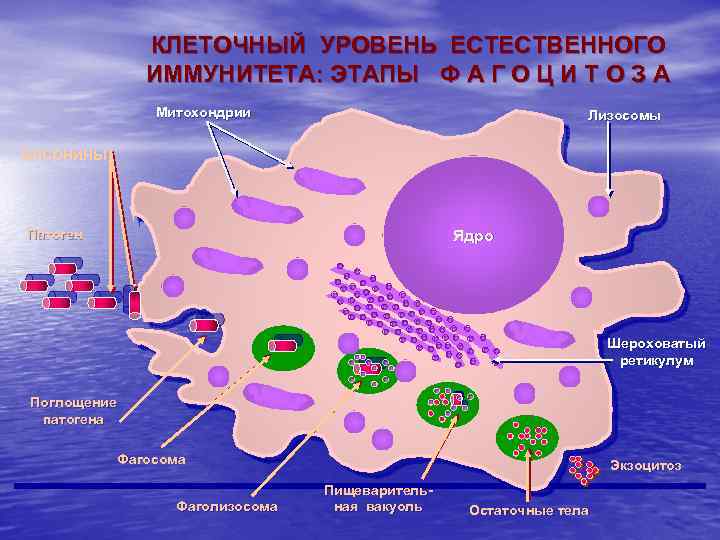 КЛЕТОЧНЫЙ УРОВЕНЬ ЕСТЕСТВЕННОГО ИММУНИТЕТА: ЭТАПЫ Ф А Г О Ц И Т О З