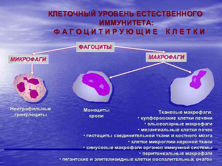 КЛЕТОЧНЫЙ УРОВЕНЬ ЕСТЕСТВЕННОГО ИММУНИТЕТА: ФАГОЦИТИРУЮЩИЕ КЛЕТКИ ФАГОЦИТЫ МАКРОФАГИ МИКРОФАГИ Нейтрофильные гранулоциты Моноциты крови Тканевые