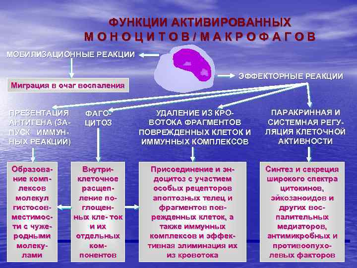 ФУНКЦИИ АКТИВИРОВАННЫХ МОНОЦИТОВ/МАКРОФАГОВ МОБИЛИЗАЦИОННЫЕ РЕАКЦИИ ЭФФЕКТОРНЫЕ РЕАКЦИИ Миграция в очаг воспаления ПРЕЗЕНТАЦИЯ АНТИГЕНА (ЗАПУСК