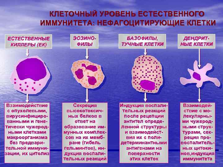 КЛЕТОЧНЫЙ УРОВЕНЬ ЕСТЕСТВЕННОГО ИММУНИТЕТА: НЕФАГОЦИТИРУЮЩИЕ КЛЕТКИ ЕСТЕСТВЕННЫЕ КИЛЛЕРЫ (ЕК) ЭОЗИНОФИЛЫ Взаимодействие с опухолевыми, вирусинфицированными