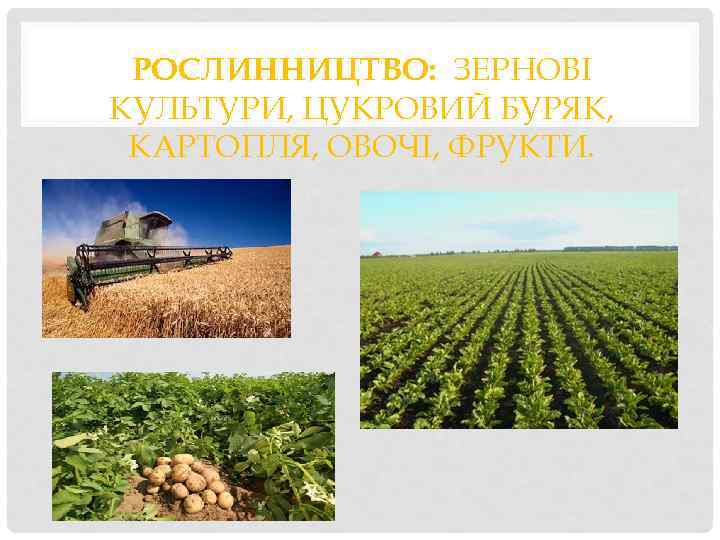 РОСЛИННИЦТВО: ЗЕРНОВІ КУЛЬТУРИ, ЦУКРОВИЙ БУРЯК, КАРТОПЛЯ, ОВОЧІ, ФРУКТИ. 