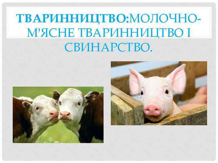 ТВАРИННИЦТВО: МОЛОЧНОМ'ЯСНЕ ТВАРИННИЦТВО І СВИНАРСТВО. 