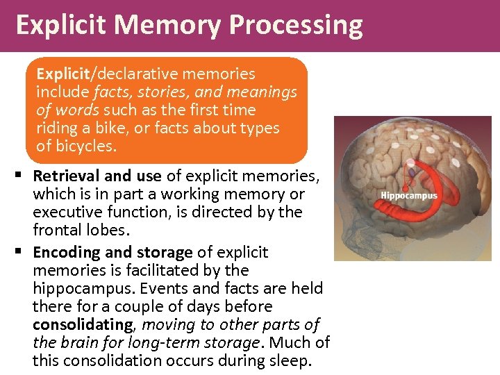 Explicit Memory Processing Explicit/declarative memories include facts, stories, and meanings of words such as