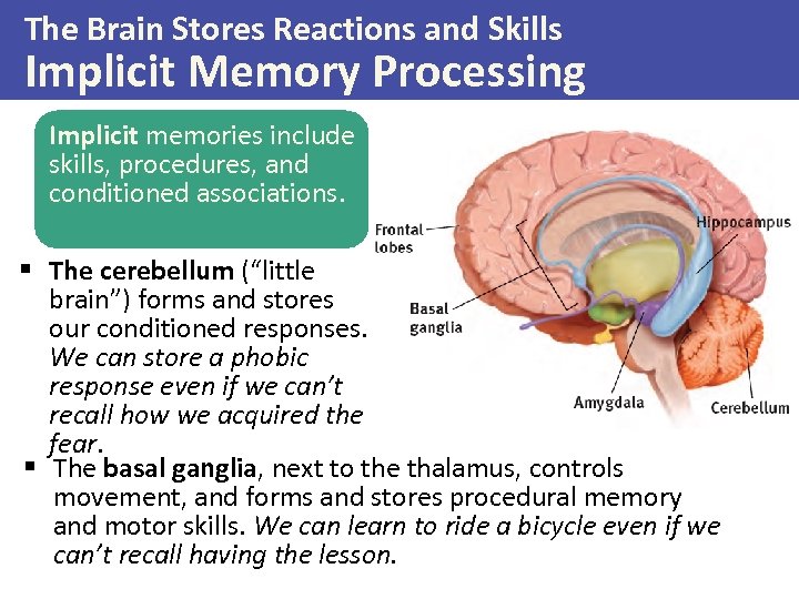 The Brain Stores Reactions and Skills Implicit Memory Processing Implicit memories include skills, procedures,
