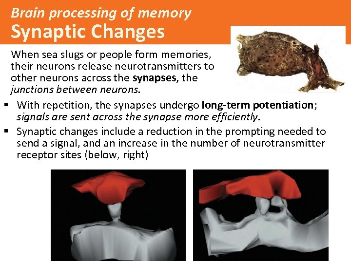 Brain processing of memory Synaptic Changes When sea slugs or people form memories, their