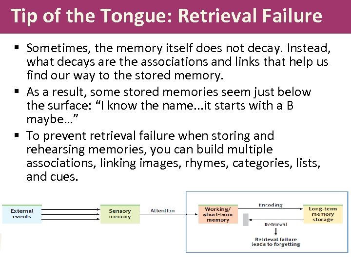 Tip of the Tongue: Retrieval Failure § Sometimes, the memory itself does not decay.