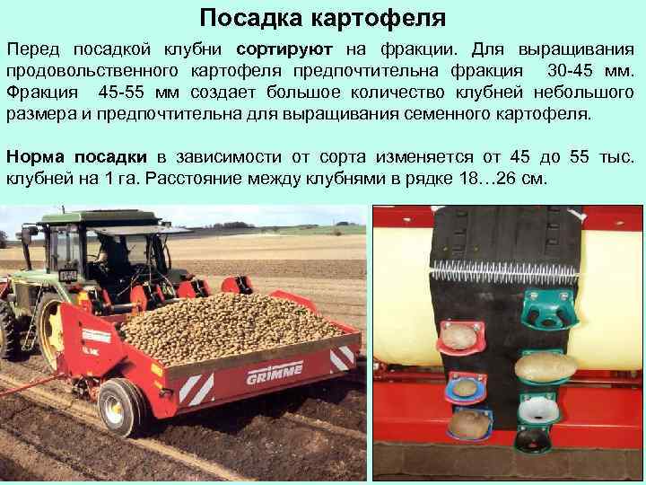 Посадка картофеля Перед посадкой клубни сортируют на фракции. Для выращивания продовольственного картофеля предпочтительна фракция