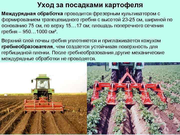 Уход за посадками картофеля Междурядная обработка проводится фрезерным культиватором с формированием трапецевидного гребня с