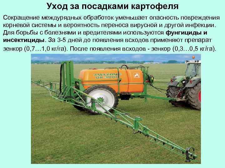 Уход за посадками картофеля Сокращение междурядных обработок уменьшает опасность повреждения корневой системы и вероятность