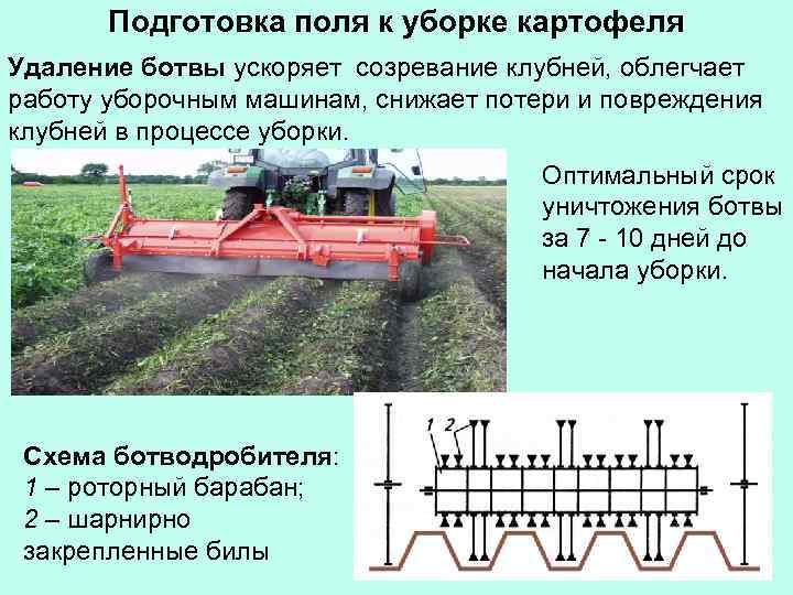Подготовка поля к уборке картофеля Удаление ботвы ускоряет созревание клубней, облегчает работу уборочным машинам,
