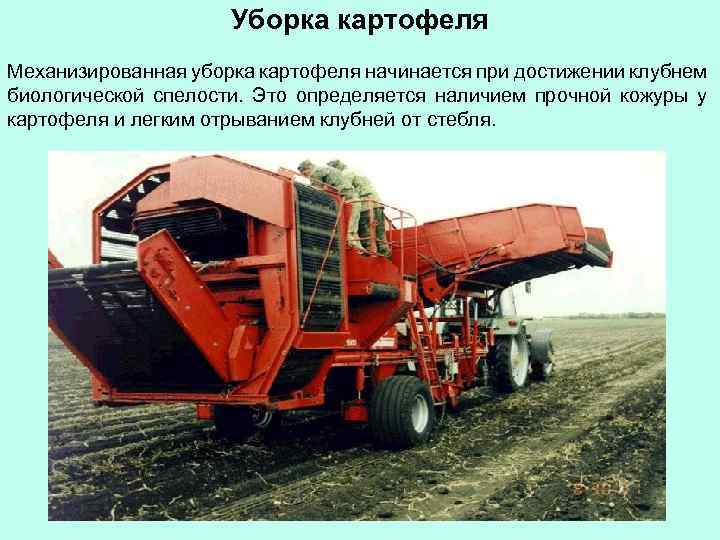 Уборка картофеля Механизированная уборка картофеля начинается при достижении клубнем биологической спелости. Это определяется наличием