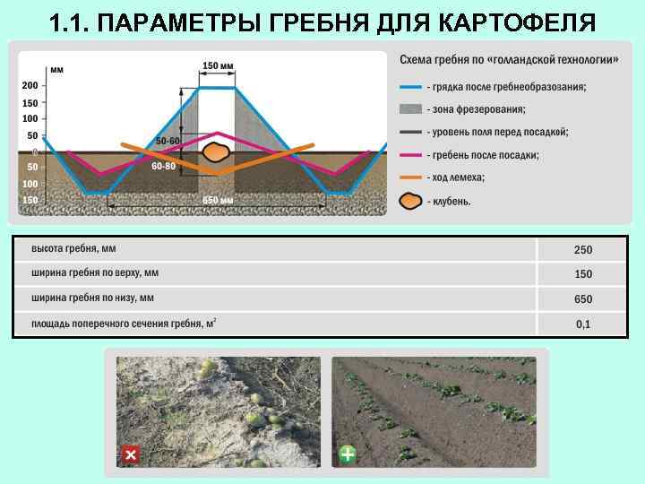 1. 1. ПАРАМЕТРЫ ГРЕБНЯ ДЛЯ КАРТОФЕЛЯ 