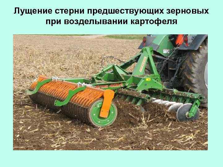 Лущение стерни предшествующих зерновых при возделывании картофеля 