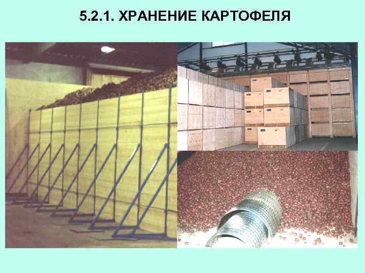 5. 2. 1. ХРАНЕНИЕ КАРТОФЕЛЯ 